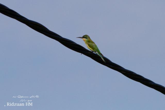 image 8354 of Blue-tailed Bee-eater